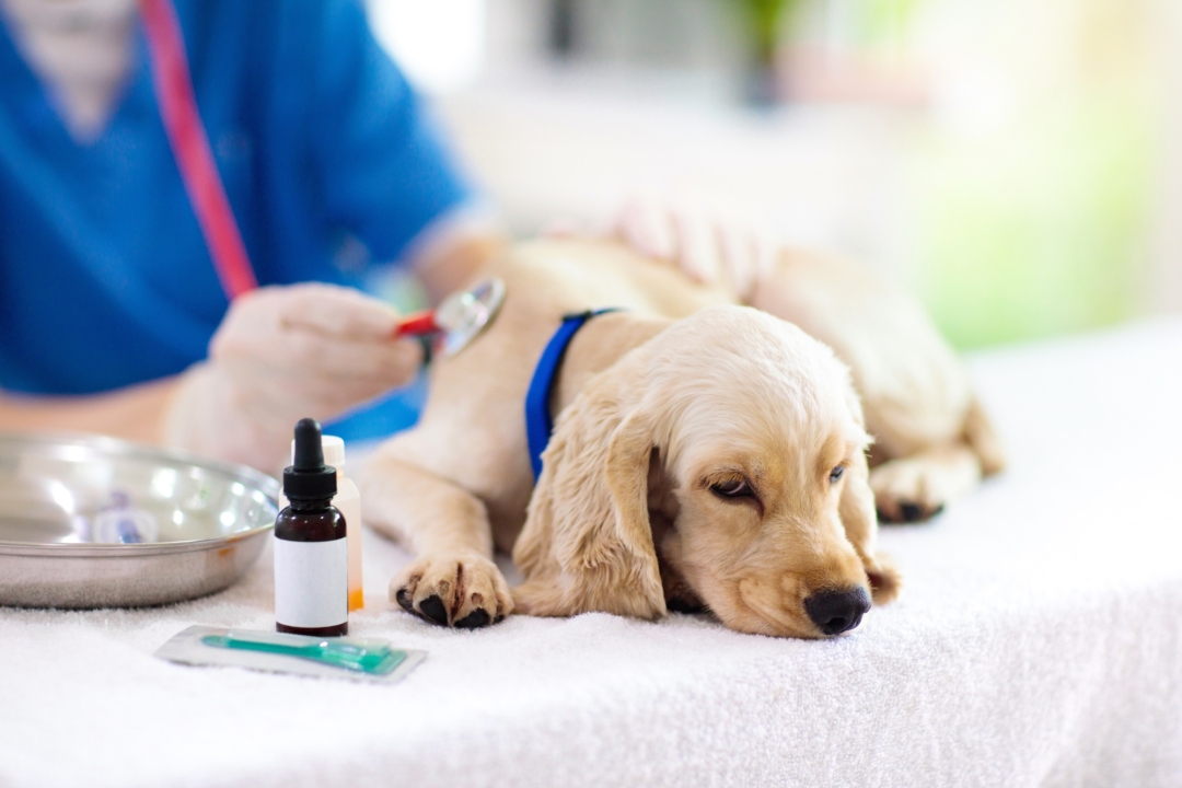 Cerenia Killed My Dog? Everything You Need to Know