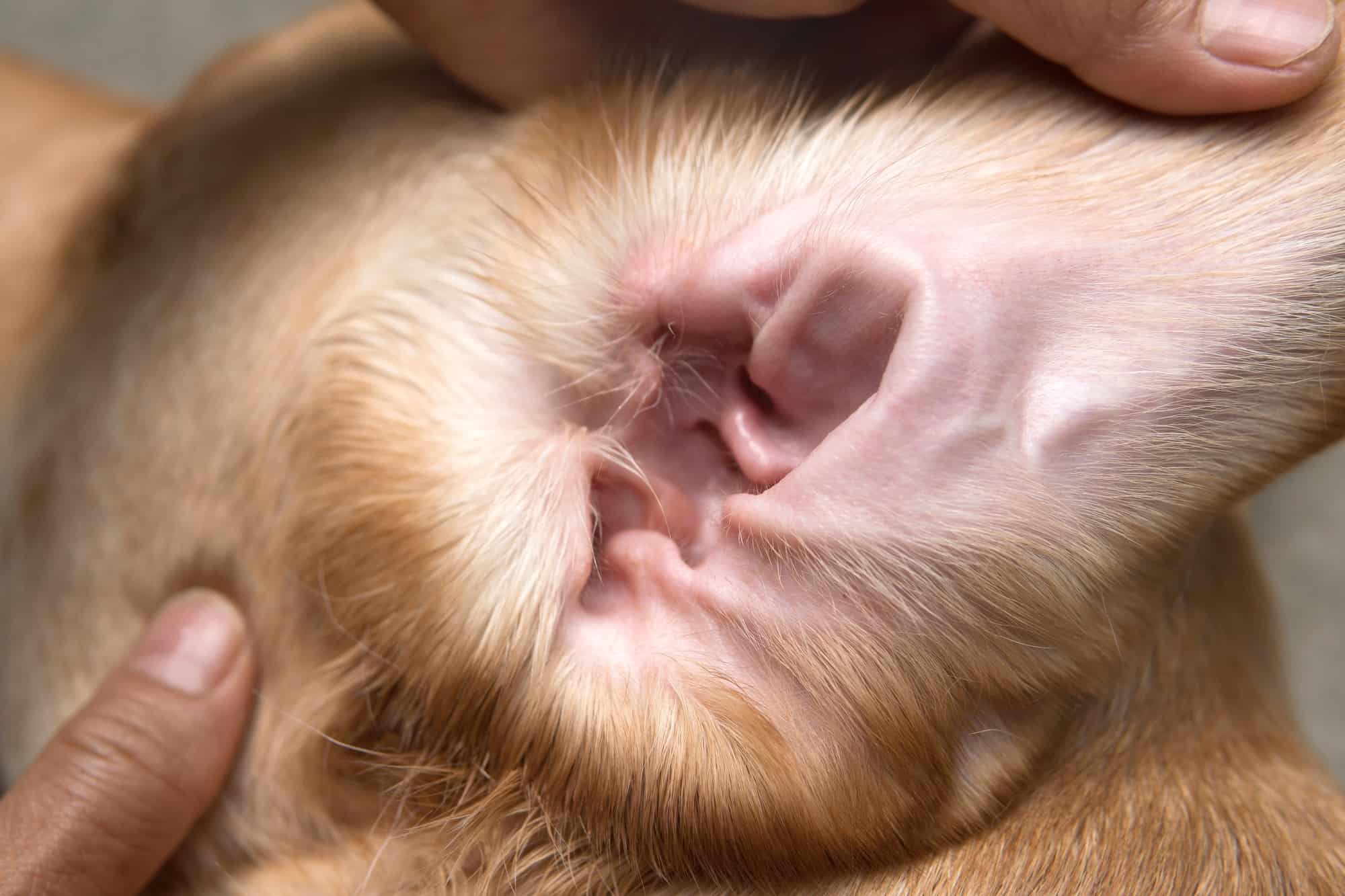 Dog Ear Wax Color Chart What Different Ear Wax Colors Mean?