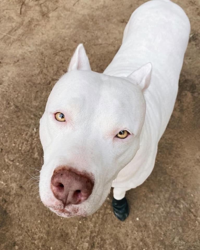 Dogo Pit (Dogo Argentino & Pitbull Mix) Info, Pictures, Facts, FAQs & More