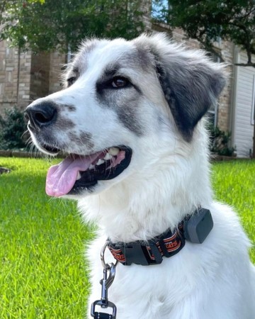 Anatolian Shepherd Great Pyrenees Mix: Info, Pictures, Facts, FAQs & More