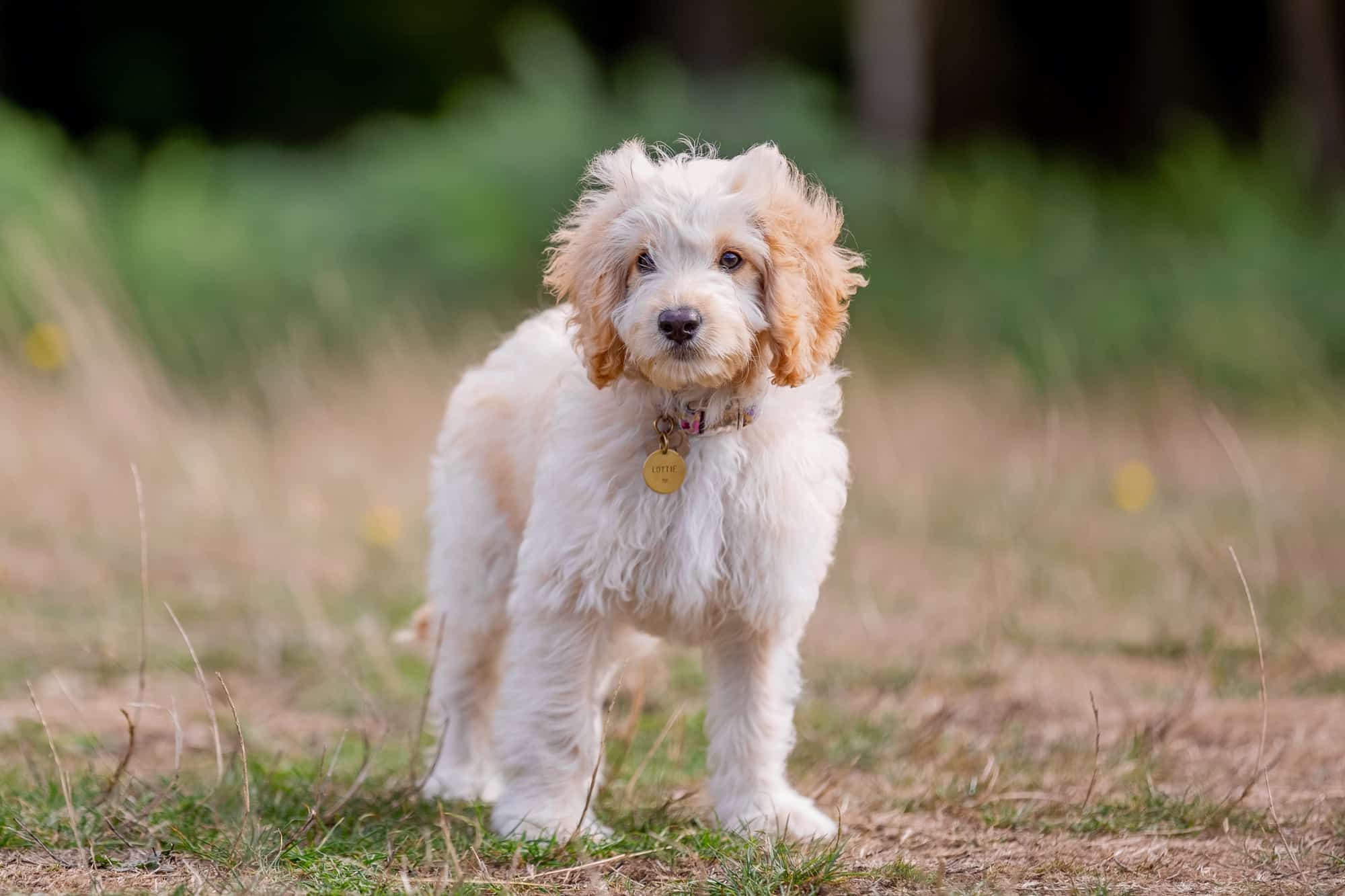 How Much Does a Cockapoo Cost? (2024 Price Guide)