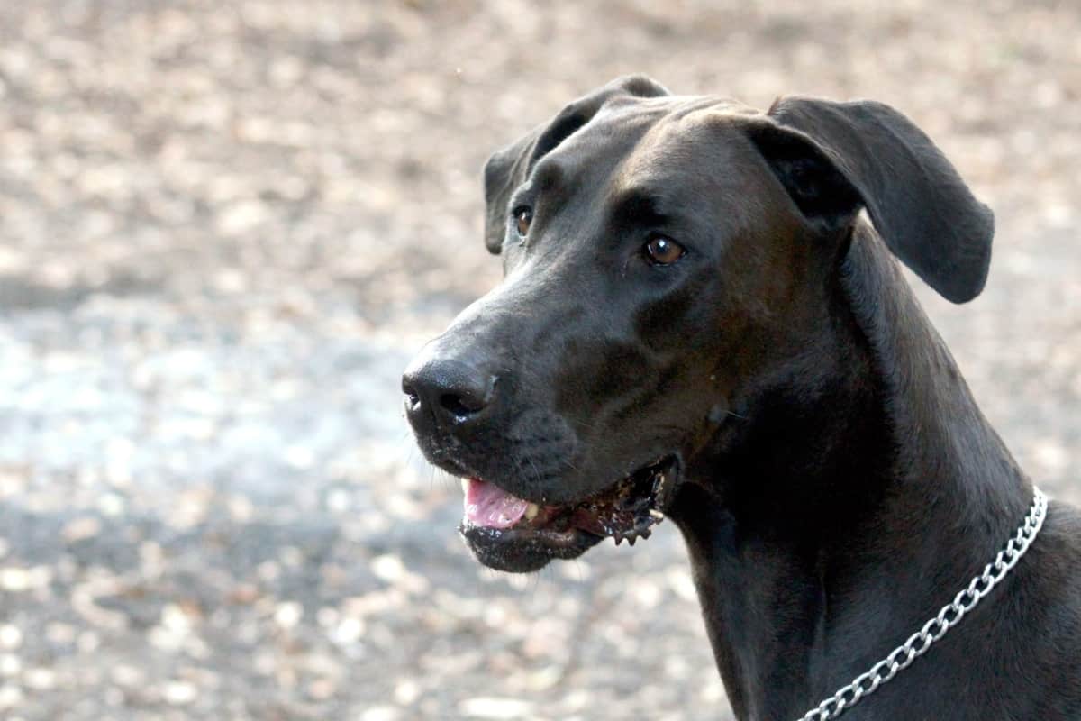 Doberdane Doberman Great Dane Mix