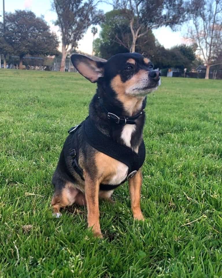 Chihuahua Mix With Doberman