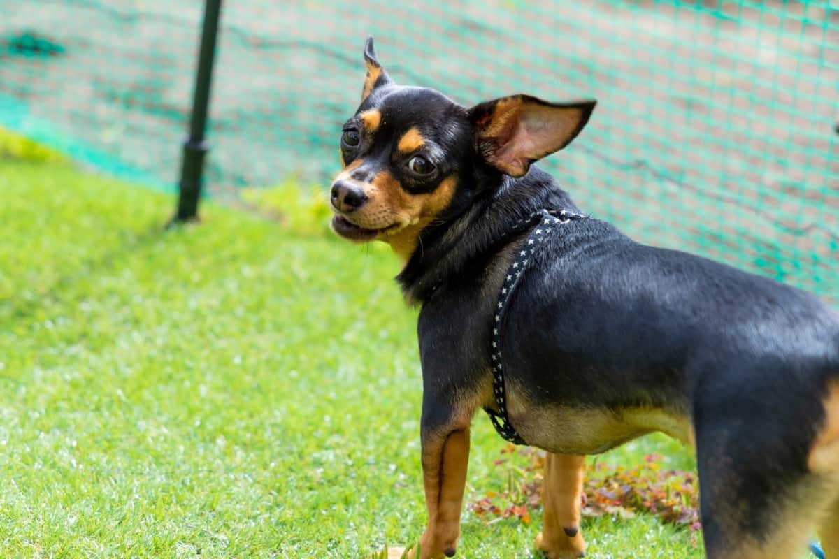 Doberman Chihuahua Mix Dog Breed Info, Facts & Pictures