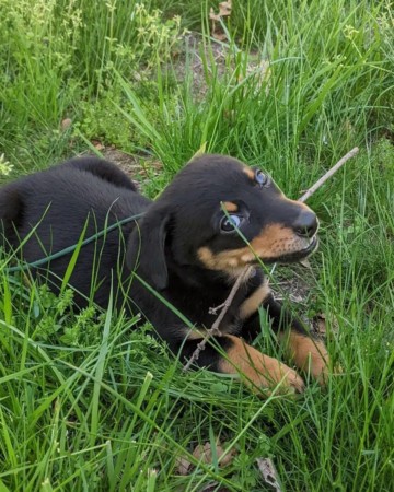 Doberman Corgi Mix: Info, Pictures, Facts, FAQs & More