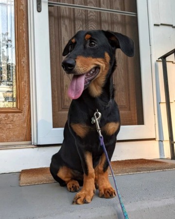 Doberman Corgi Mix: Info, Pictures, Facts, FAQs & More