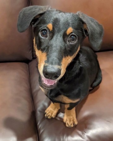 Doberman Corgi Mix: Info, Pictures, Facts, FAQs & More