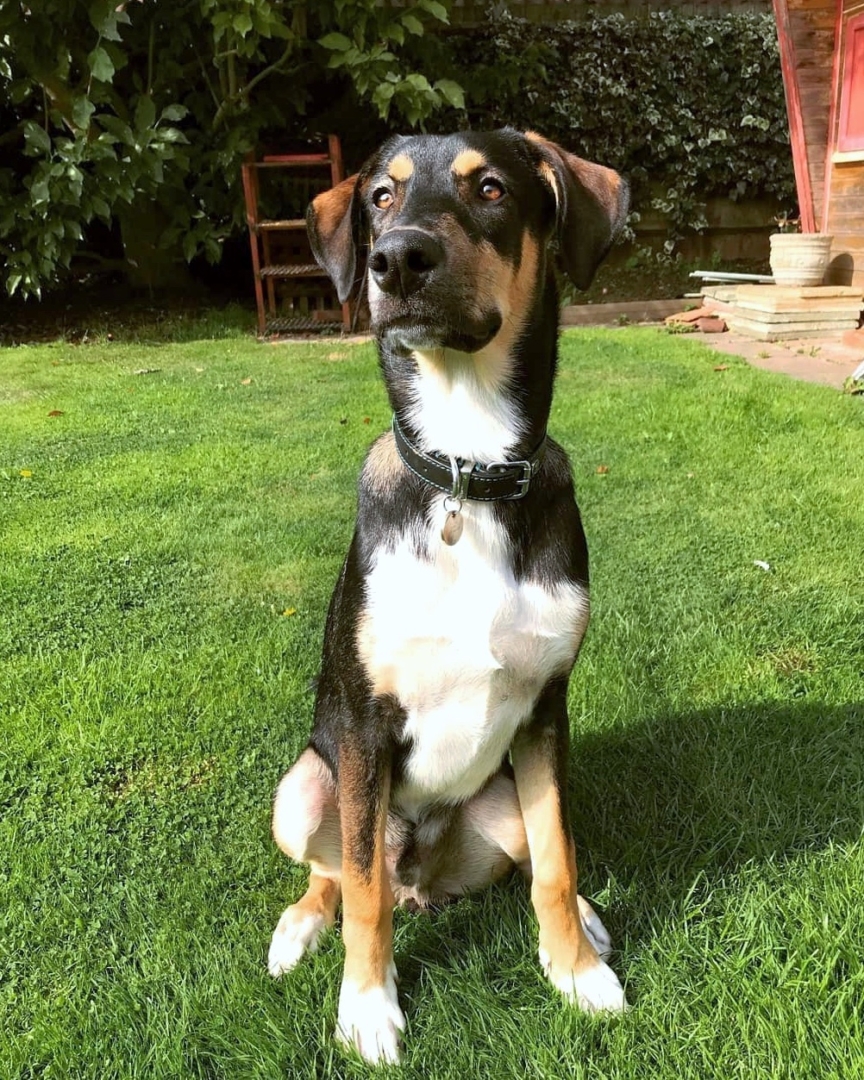 Dobsky (Doberman & Husky Mix) Info, Pictures, Facts, FAQs & More
