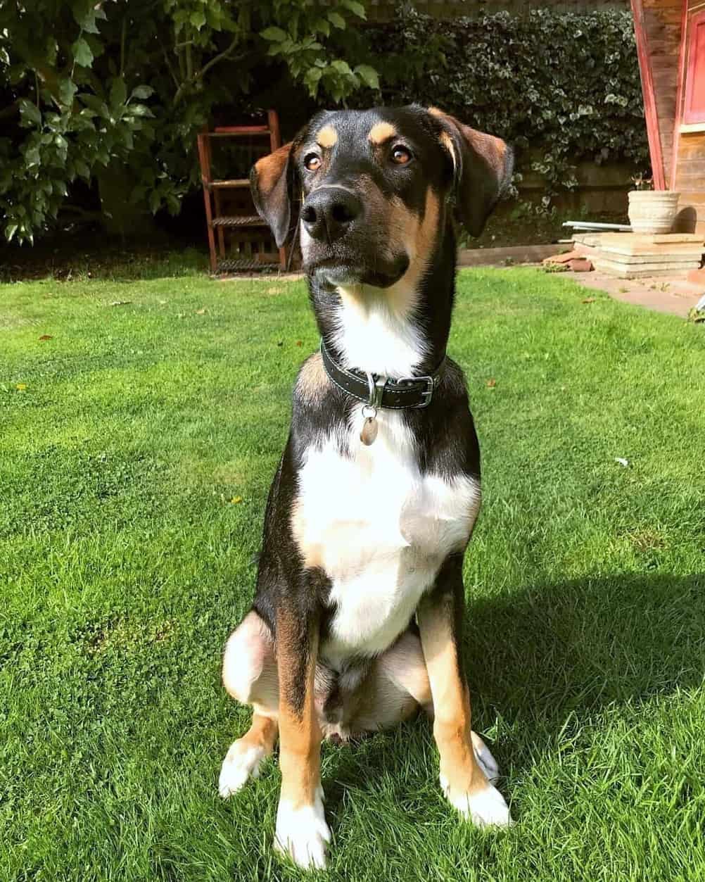 Dobsky (Doberman & Husky Mix) Info, Pictures, Facts, FAQs & More
