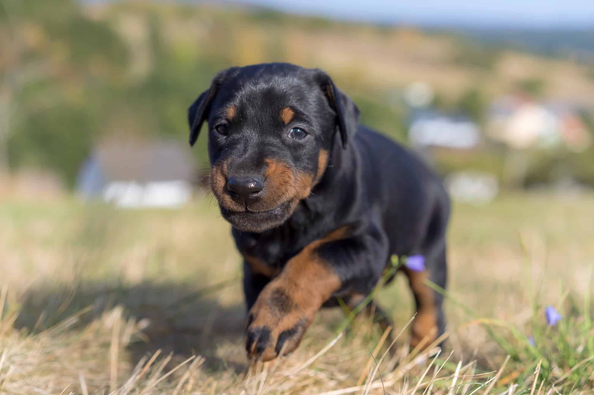 How Much Does a Doberman Cost? (2024 Price Guide)