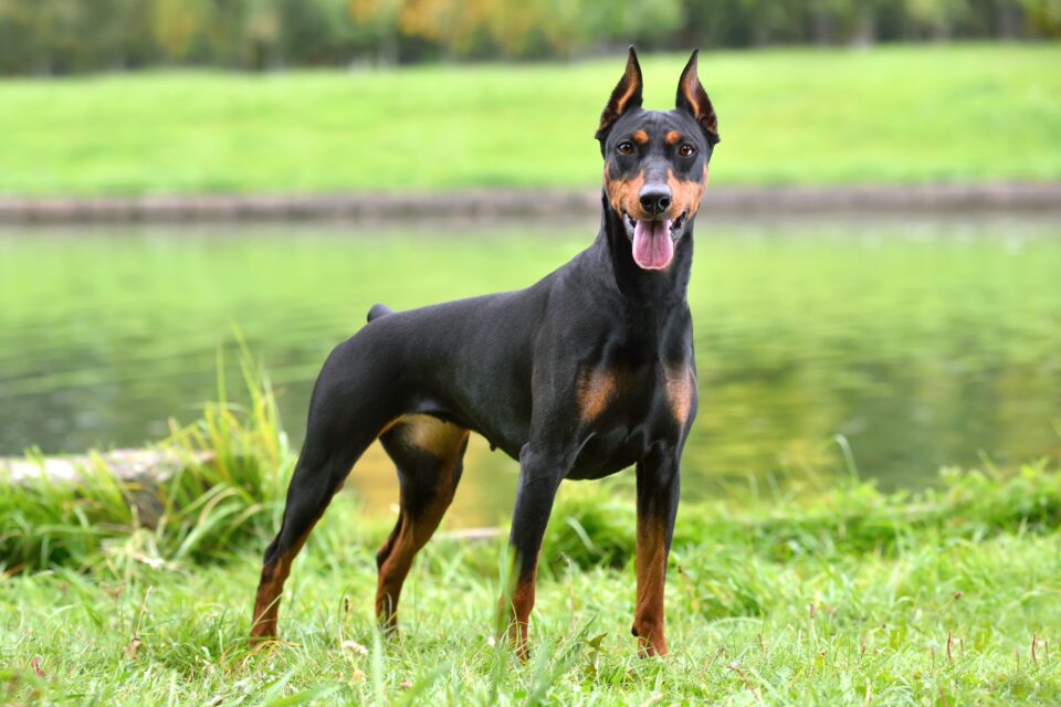 How Much Does a Doberman Cost? (2024 Price Guide)