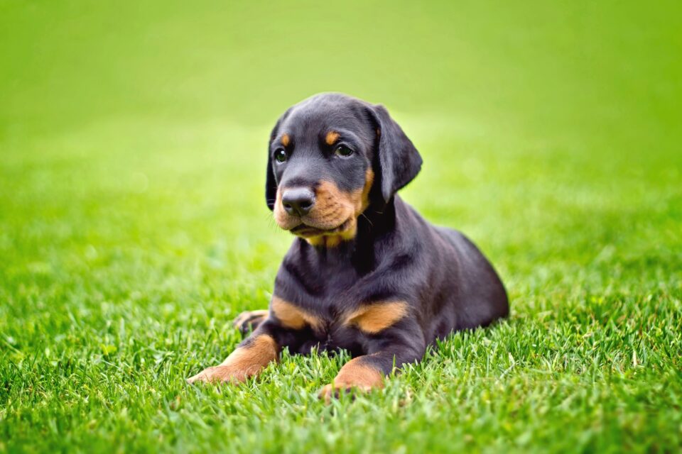 How Much Does a Doberman Cost? (2024 Price Guide)
