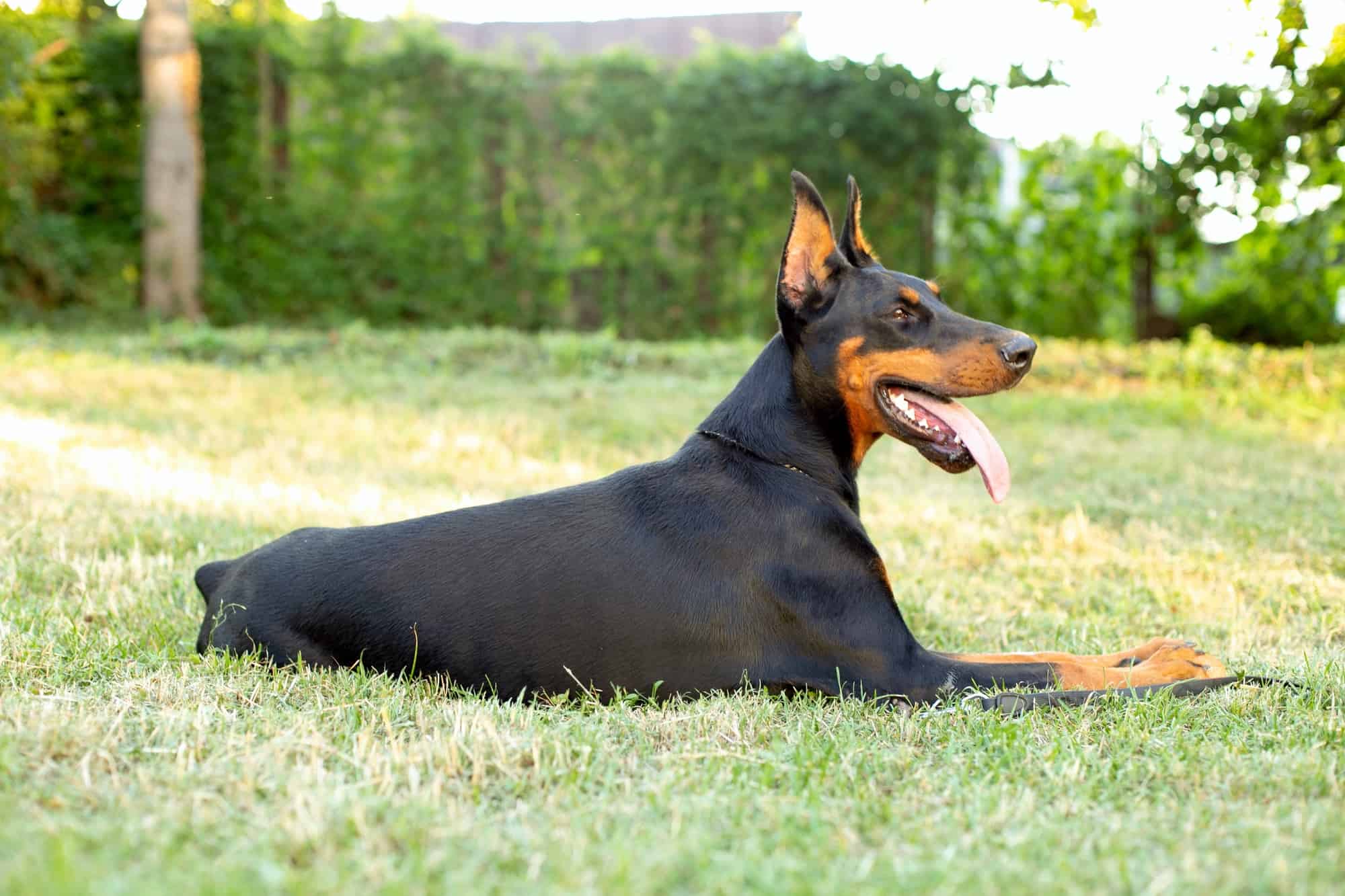 Doberman Tail Docking Here's Everything You Need to Know