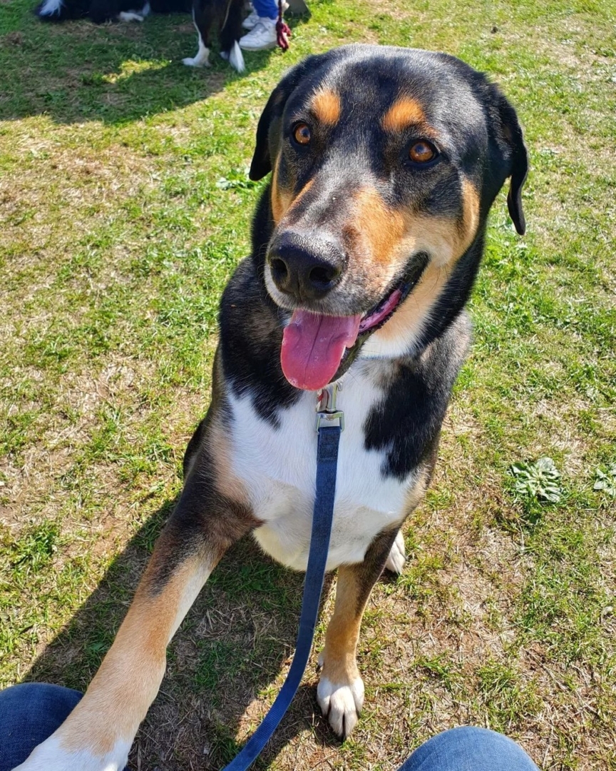 Dobsky (Doberman & Husky Mix) Info, Pictures, Facts, FAQs & More