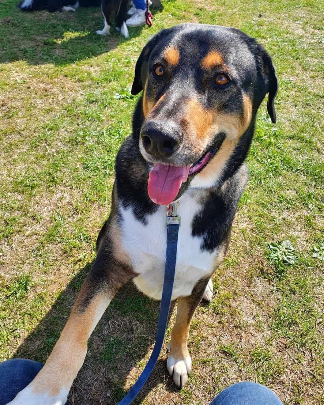 Dobsky (Doberman & Husky Mix) Info, Pictures, Facts, FAQs & More