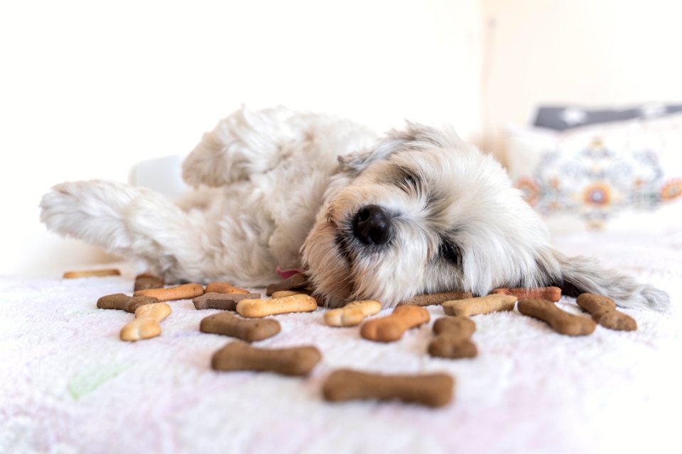 Can Dogs Eat Crackers? Answers for 45+ Types of Crackers