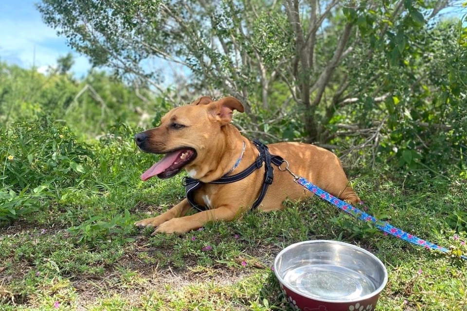 DoxiePit (Pitbull & Dachshund Mix) Info, Pictures, Facts, FAQs & More