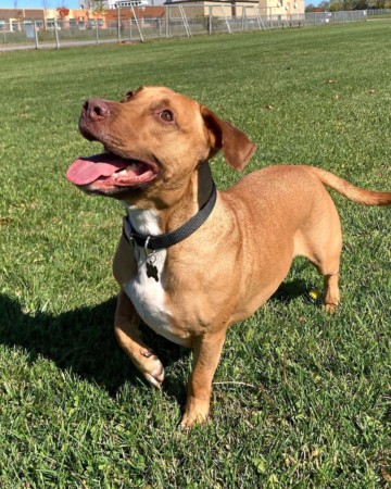 Doxie-Pit (Pitbull & Dachshund Mix) Info, Pictures, Facts, FAQs & More