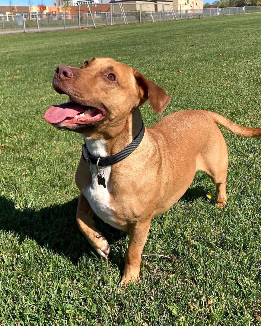 Doxie-Pit (Pitbull & Dachshund Mix) Info, Pictures, Facts, FAQs & More