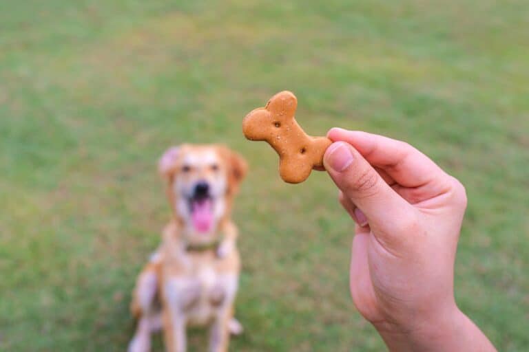 Can Dogs Eat Crackers? Answers for 45+ Types of Crackers