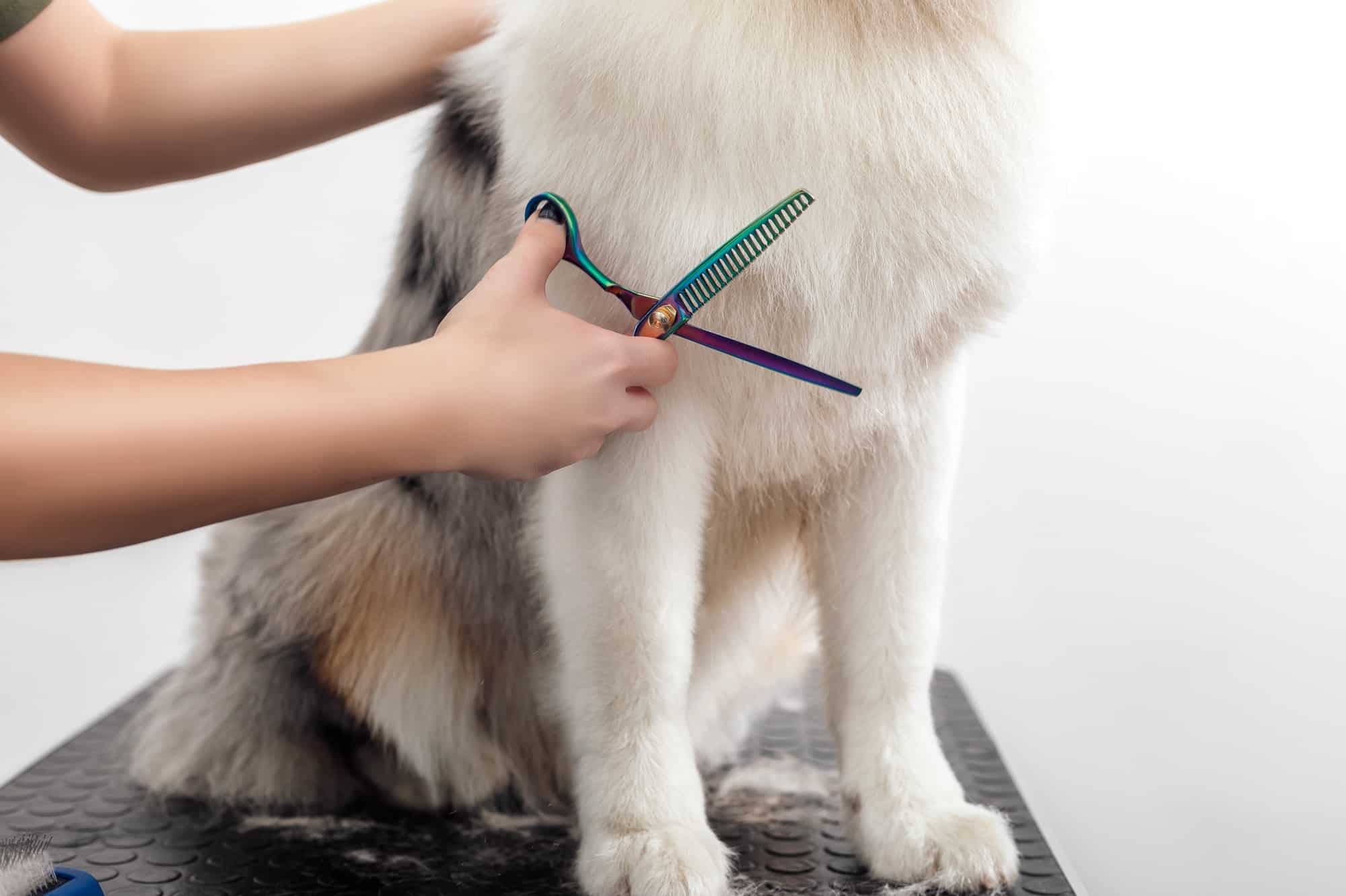Can You Shave Your Australian Shepherd? The Truth Revealed!