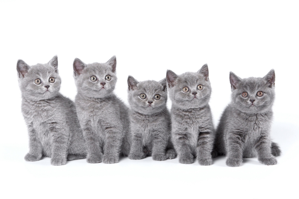 10 Best British Shorthair Breeders (2024) Our Top 10 Picks!