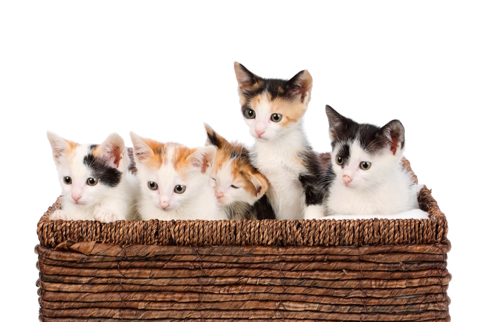 How Much Does a Calico Cat Cost? (2024 Price Guide)