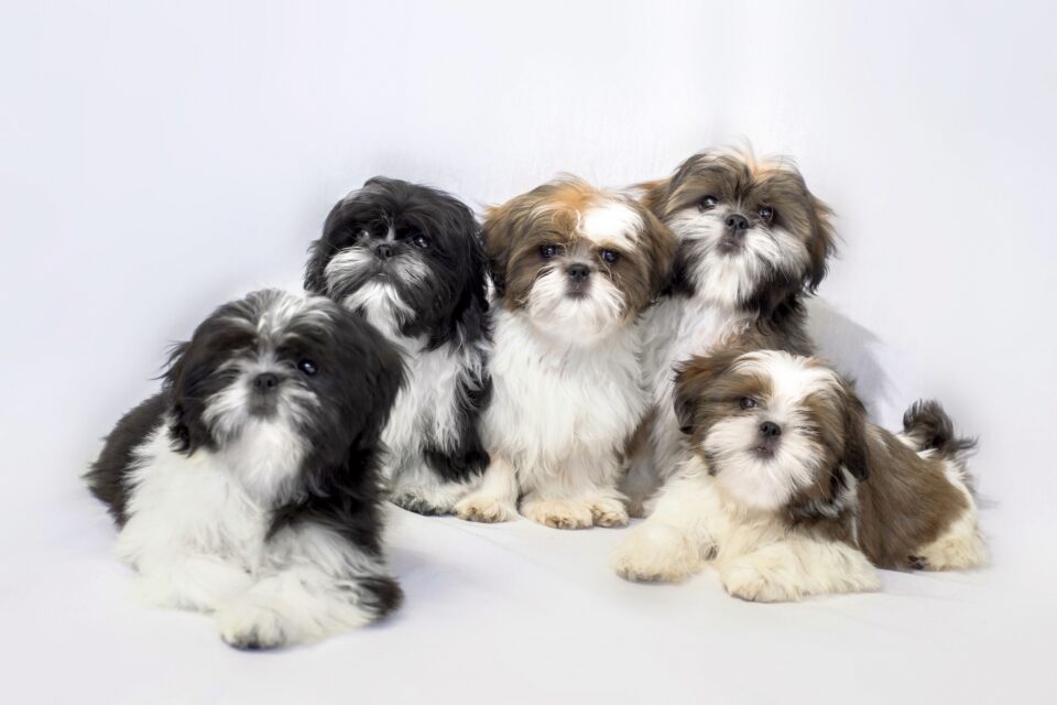 How Much Does a Shih Tzu Cost? (2024 Price Guide)