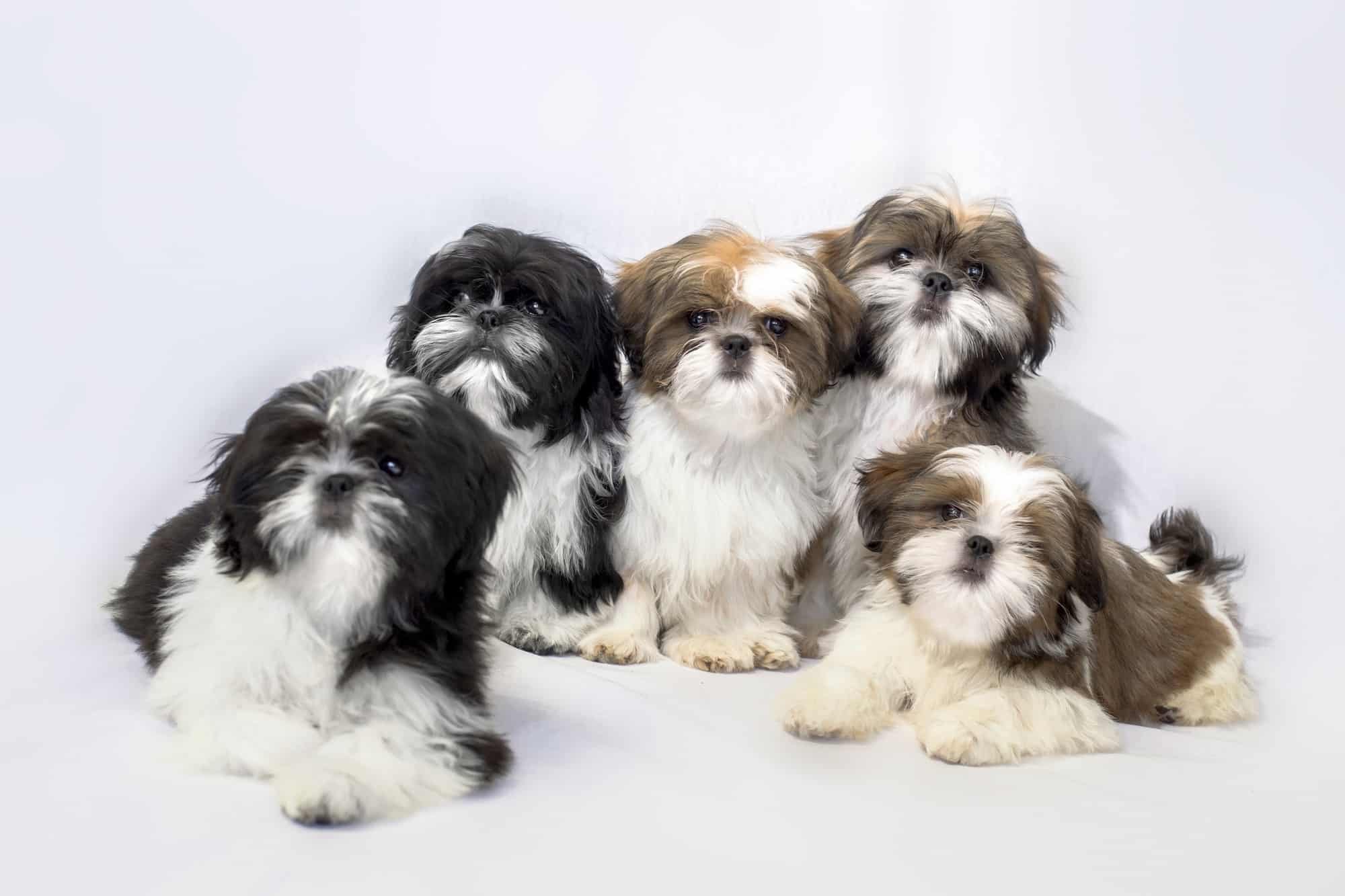 How Much Does a Shih Tzu Cost? (2024 Price Guide)