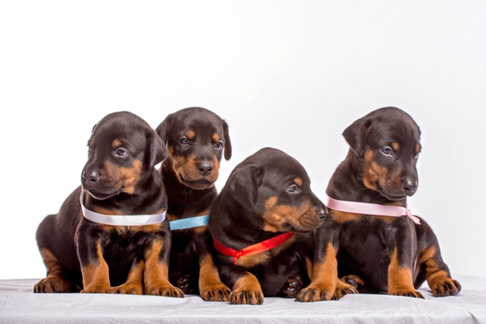 How Much Does a Doberman Cost? (2024 Price Guide)