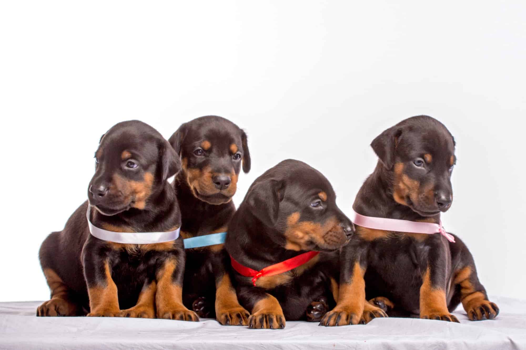 How Much Does a Doberman Cost? (2024 Price Guide)