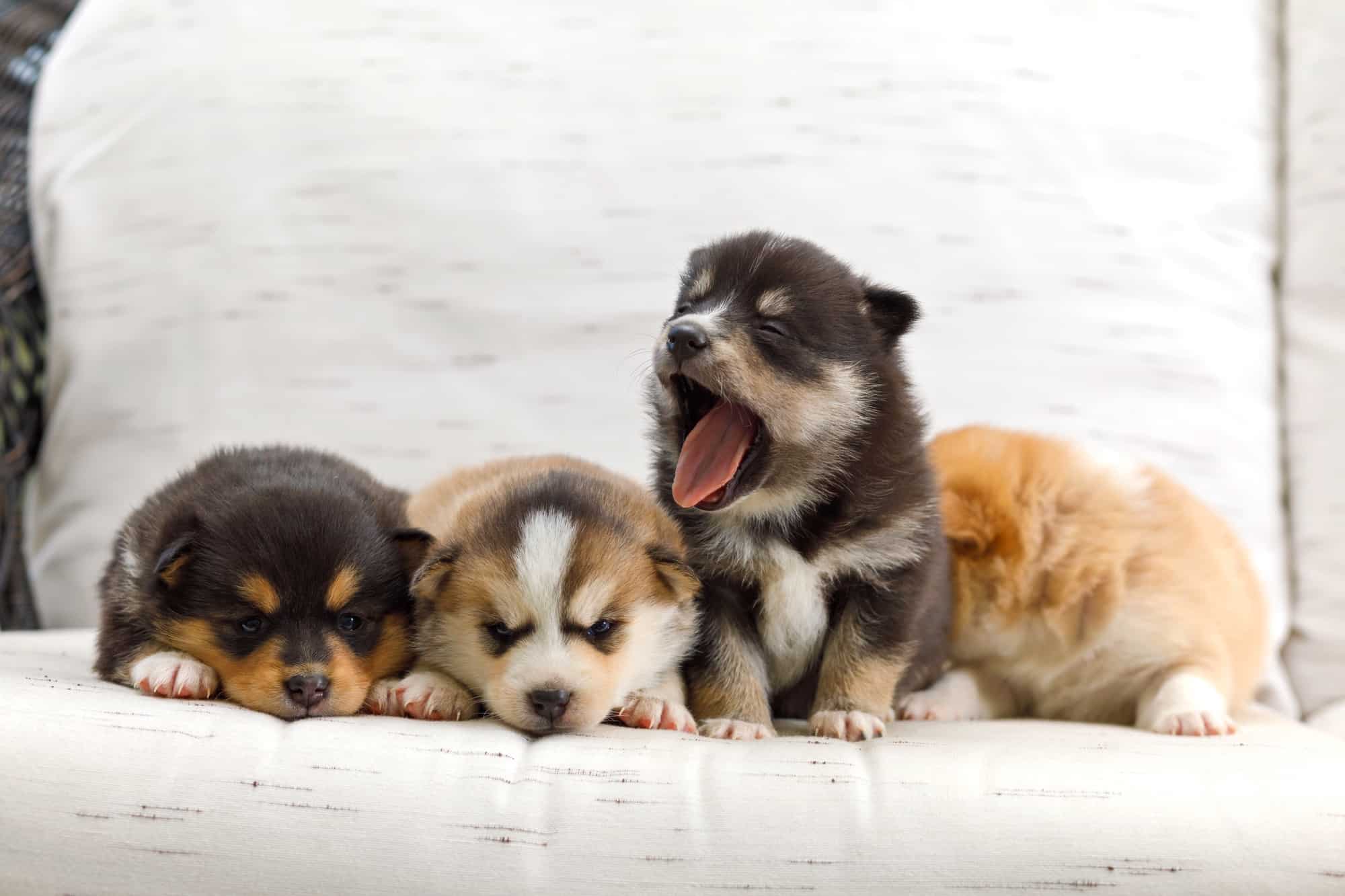 How Much Does a Pomsky Cost? (2024 Price Guide) Bubbly Pet