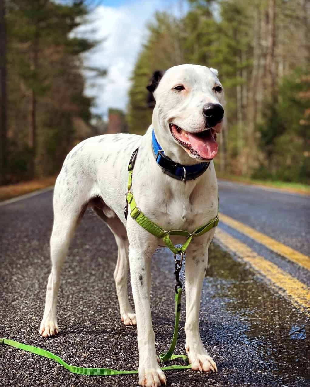 Great Dane Dalmatian Mix Info, Pictures, Facts, FAQs & More