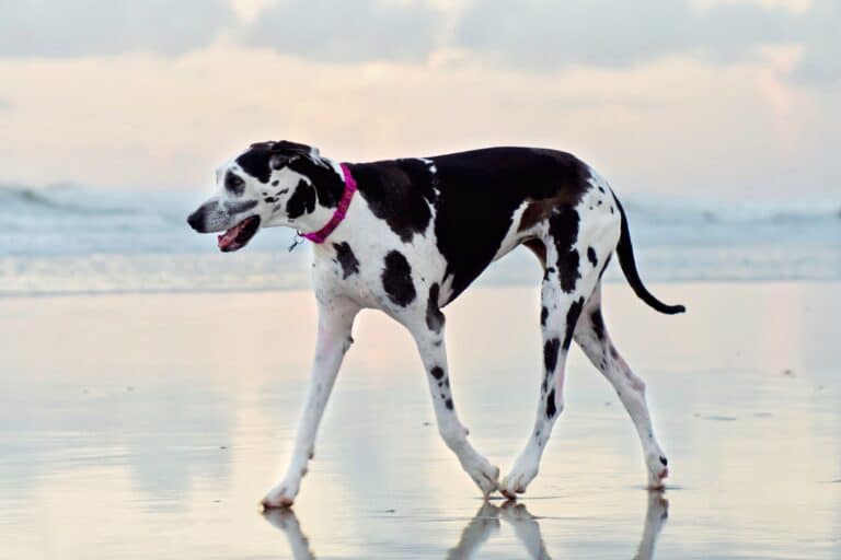 Great Dane Dalmatian Mix Info, Pictures, Facts, FAQs & More