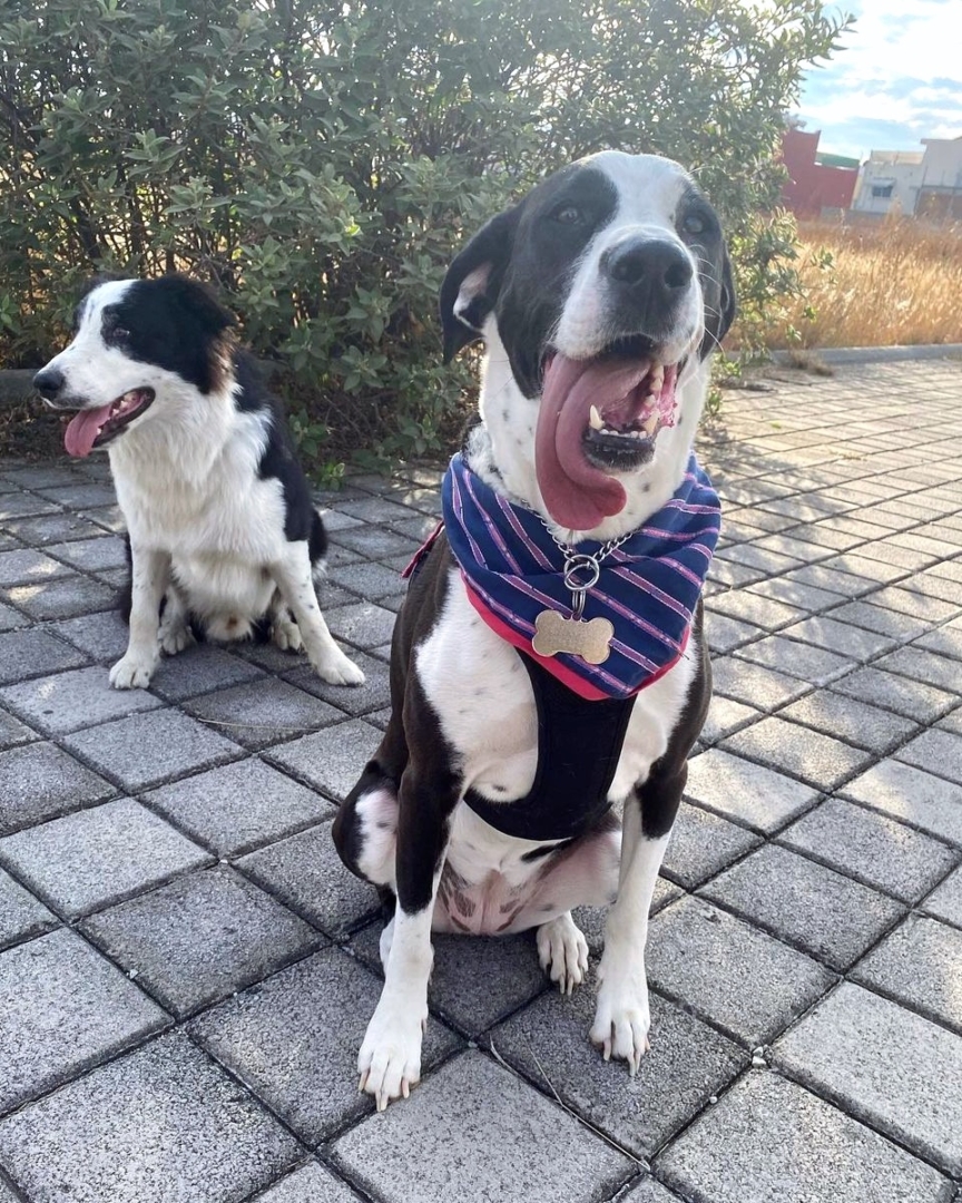 Great Dane Dalmatian Mix Info, Pictures, Facts, FAQs & More