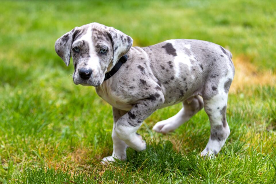 How Much Does a Great Dane Cost? (2024 Price Guide)