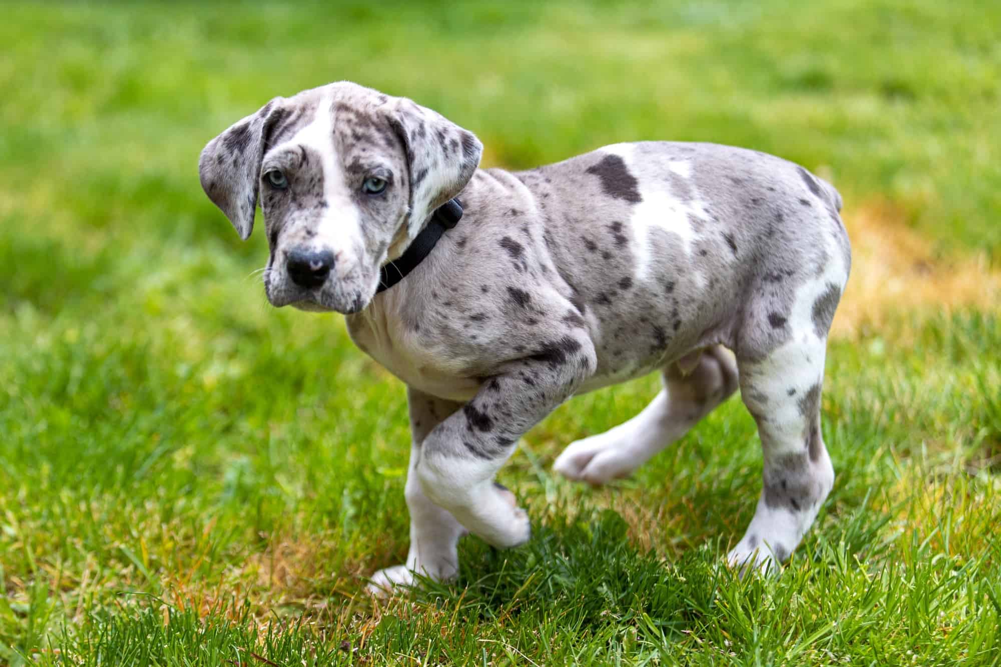 How Much Does a Great Dane Cost? (2024 Price Guide)