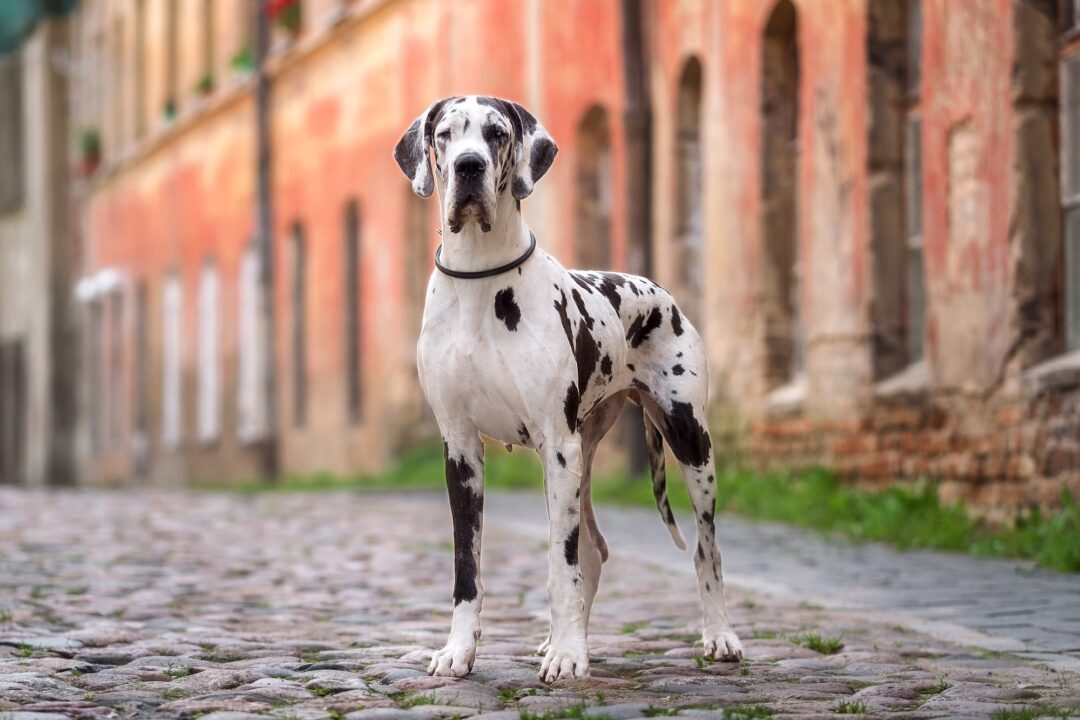 How Much Does a Great Dane Cost? (2024 Price Guide)