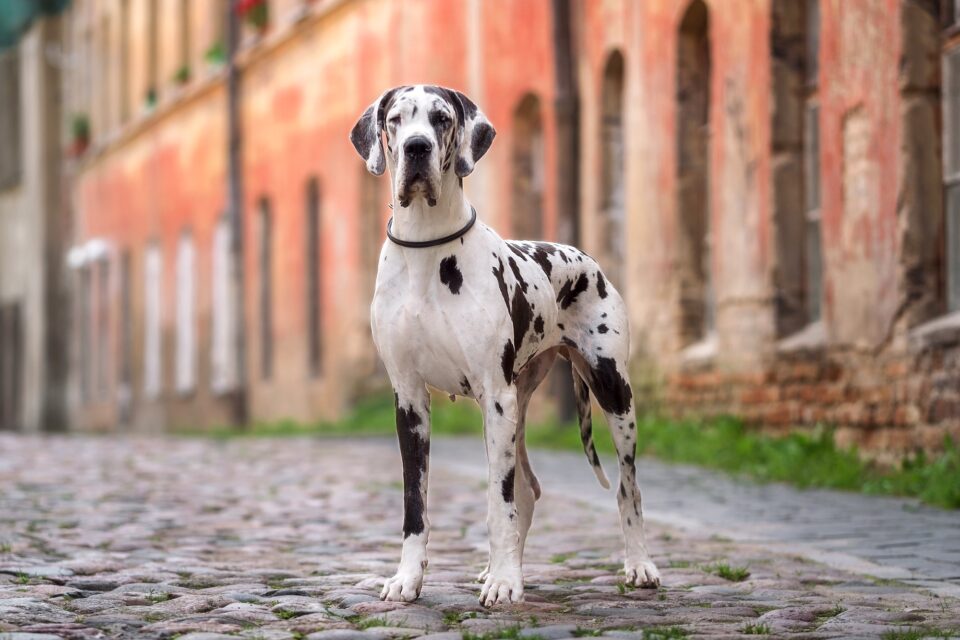 How Much Does a Great Dane Cost? (2024 Price Guide)
