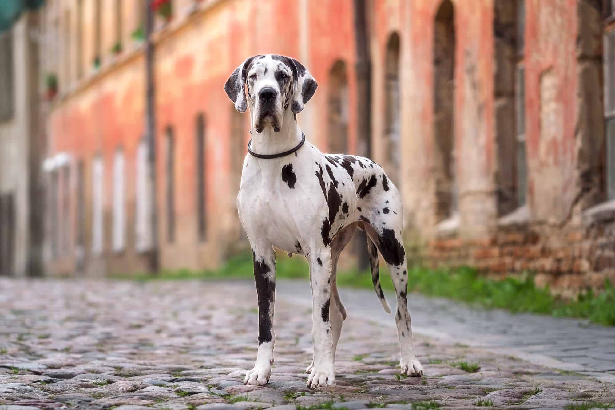 How Much Does a Great Dane Cost? (2024 Price Guide)