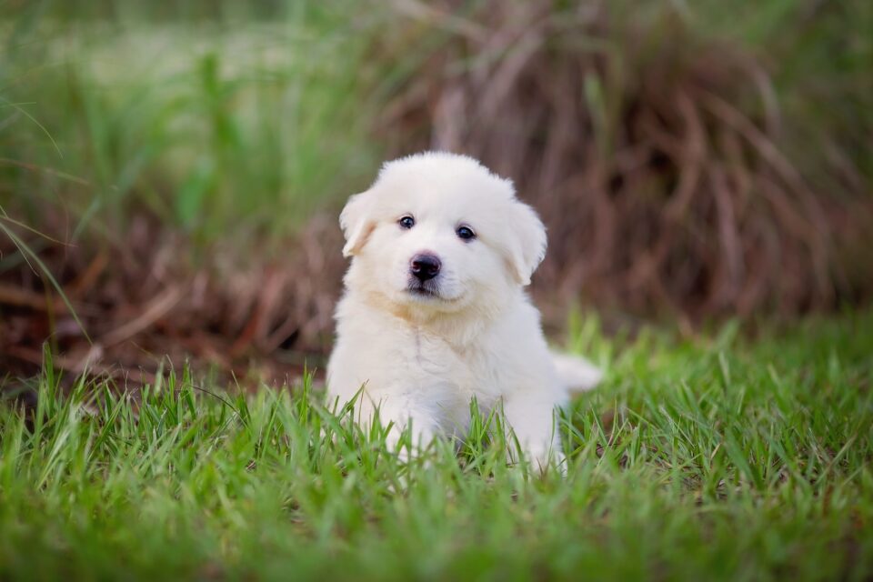 How Much Does a Great Pyrenees Cost? (2024 Price Guide)