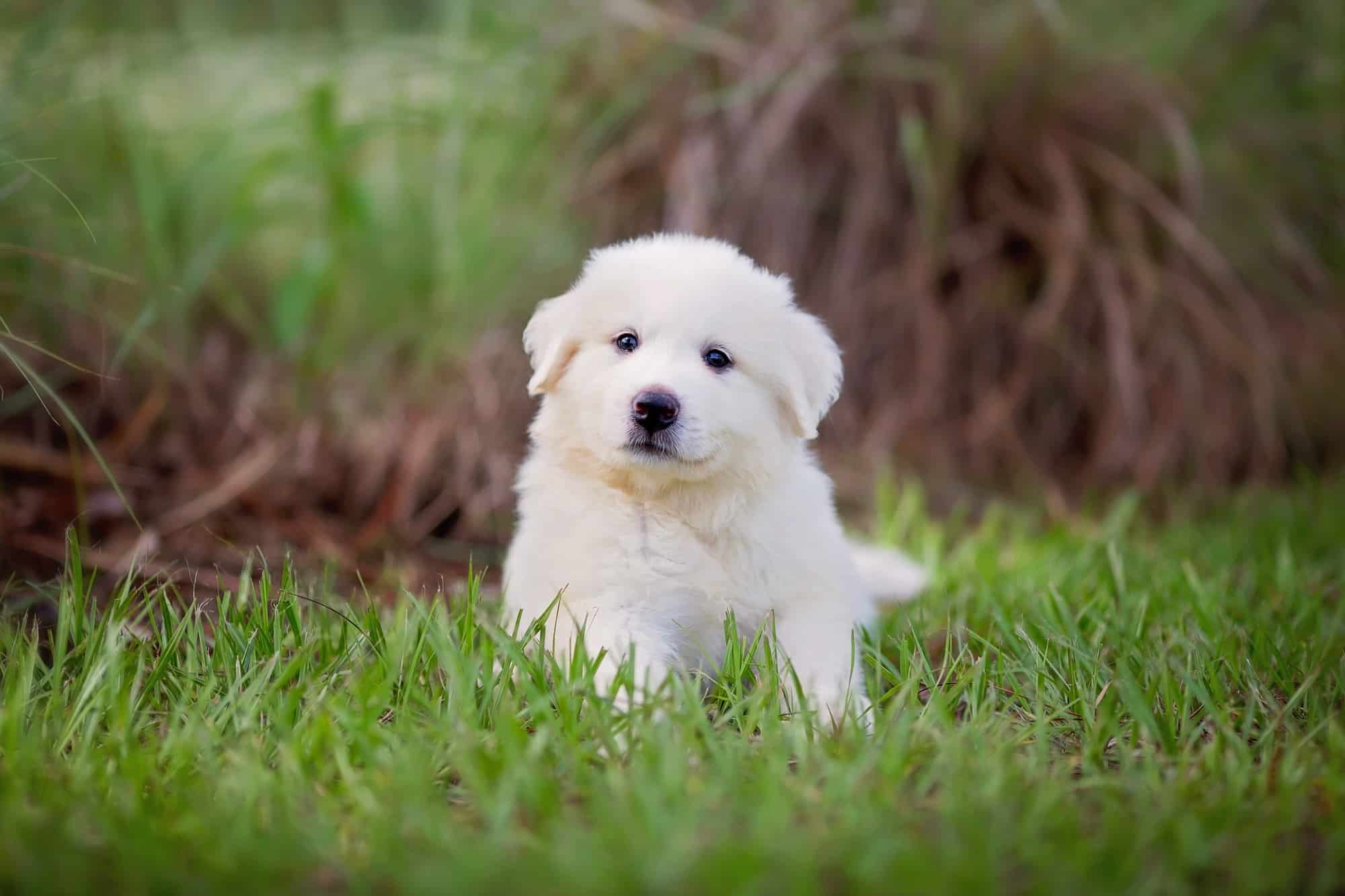 How Much Does a Great Pyrenees Cost? (2026 Price Guide)