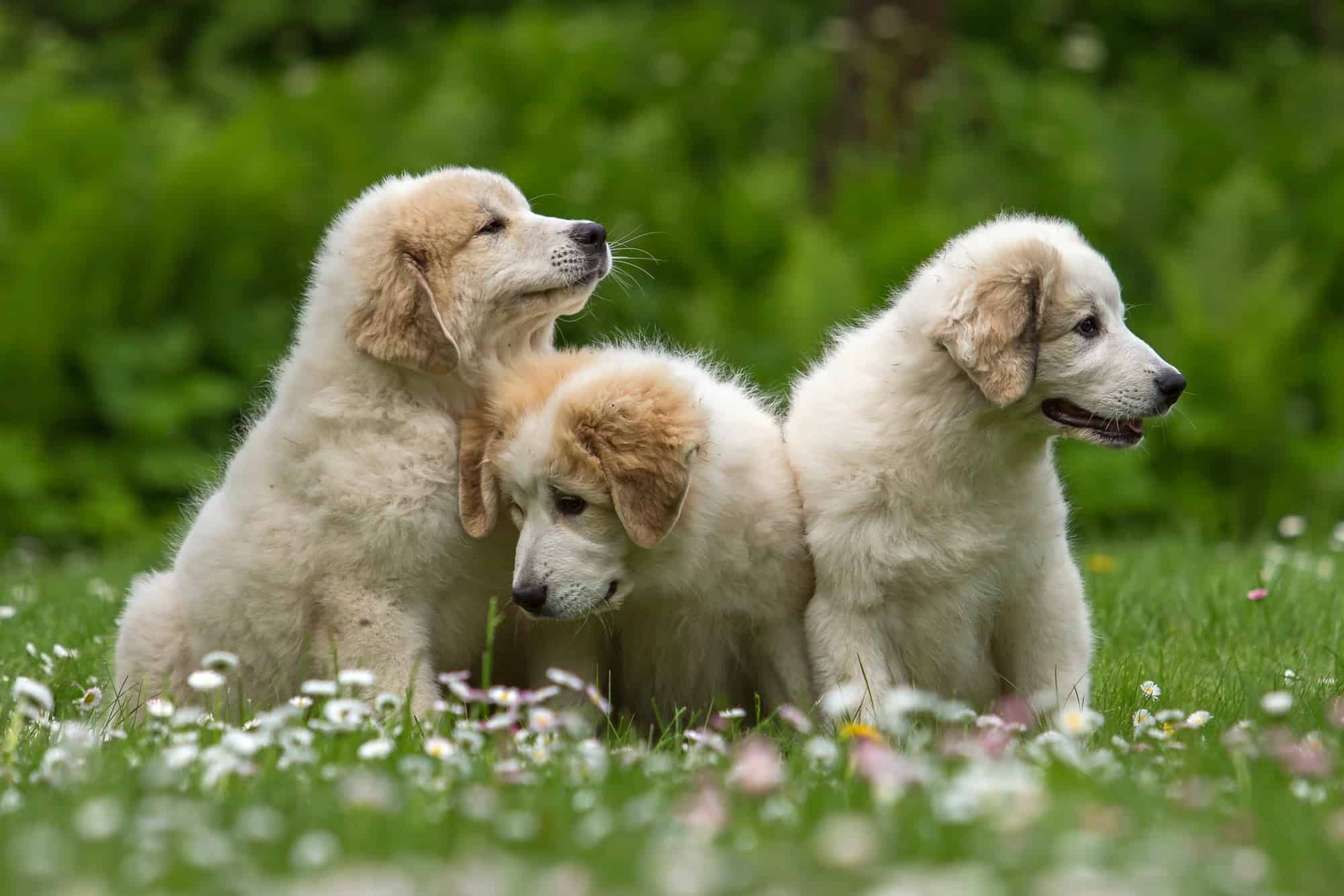 Bandiera Da Giardino Starry Night, Great Pyrenees - Tela Poliestere