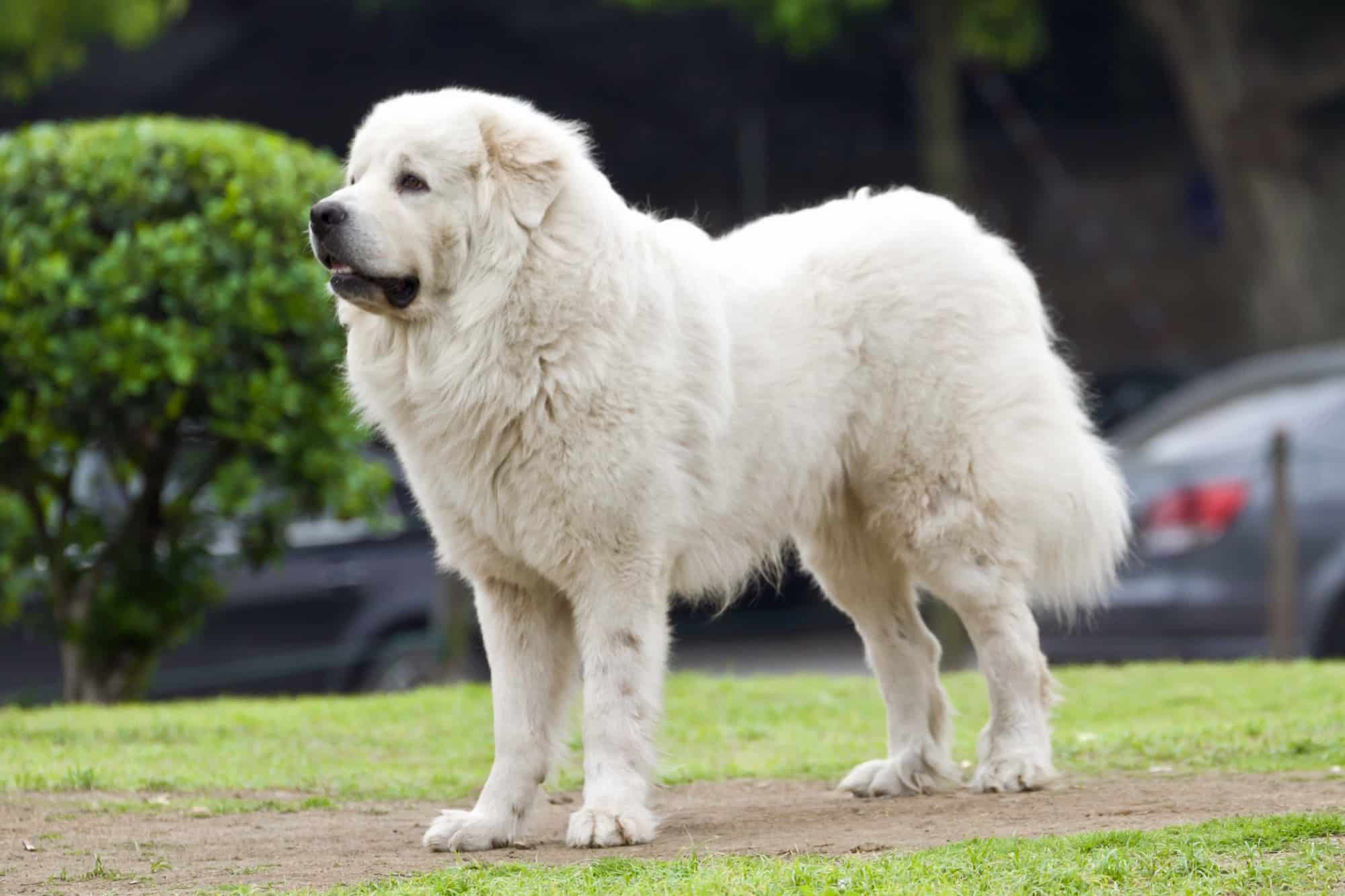 How Much Does a Great Pyrenees Cost? (2024 Price Guide)