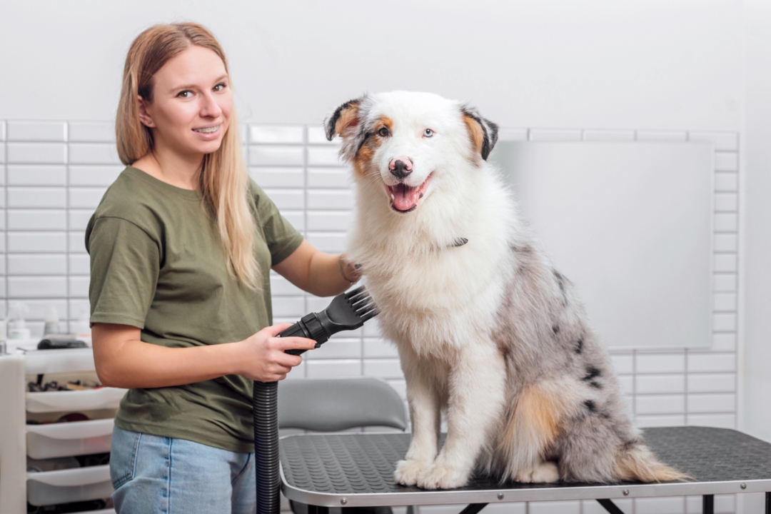 Australian Shepherd Grooming An Ultimate Guide (With FAQs)
