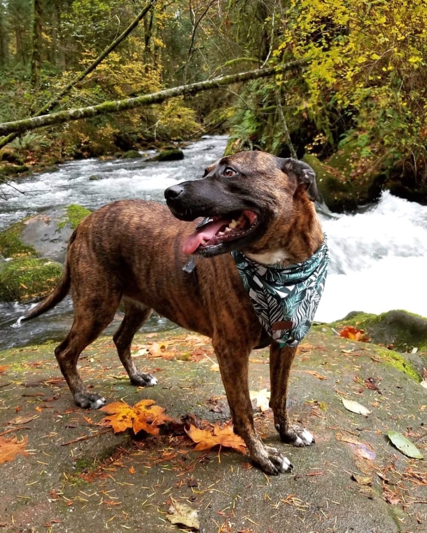 Black Mouth Cur Pitbull Mix Info, Pictures, Facts, FAQs & More