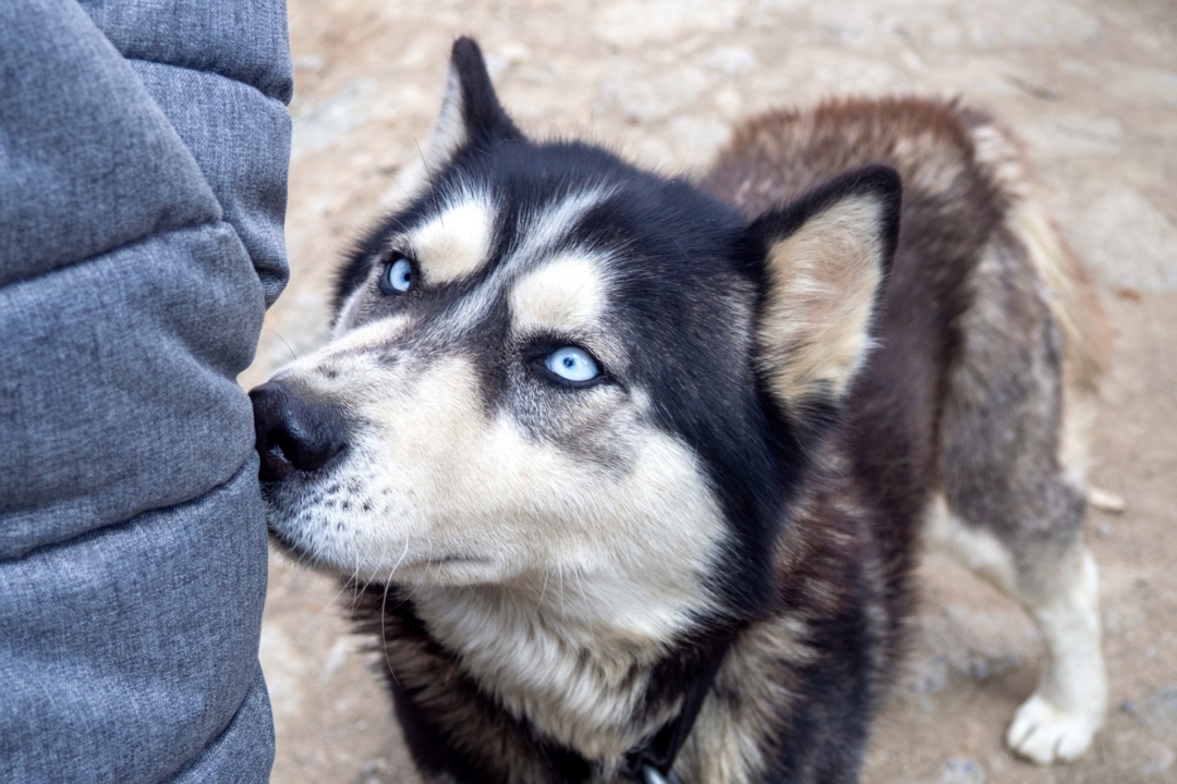 30 Different Types of Huskies (With Pictures) Bubbly Pet