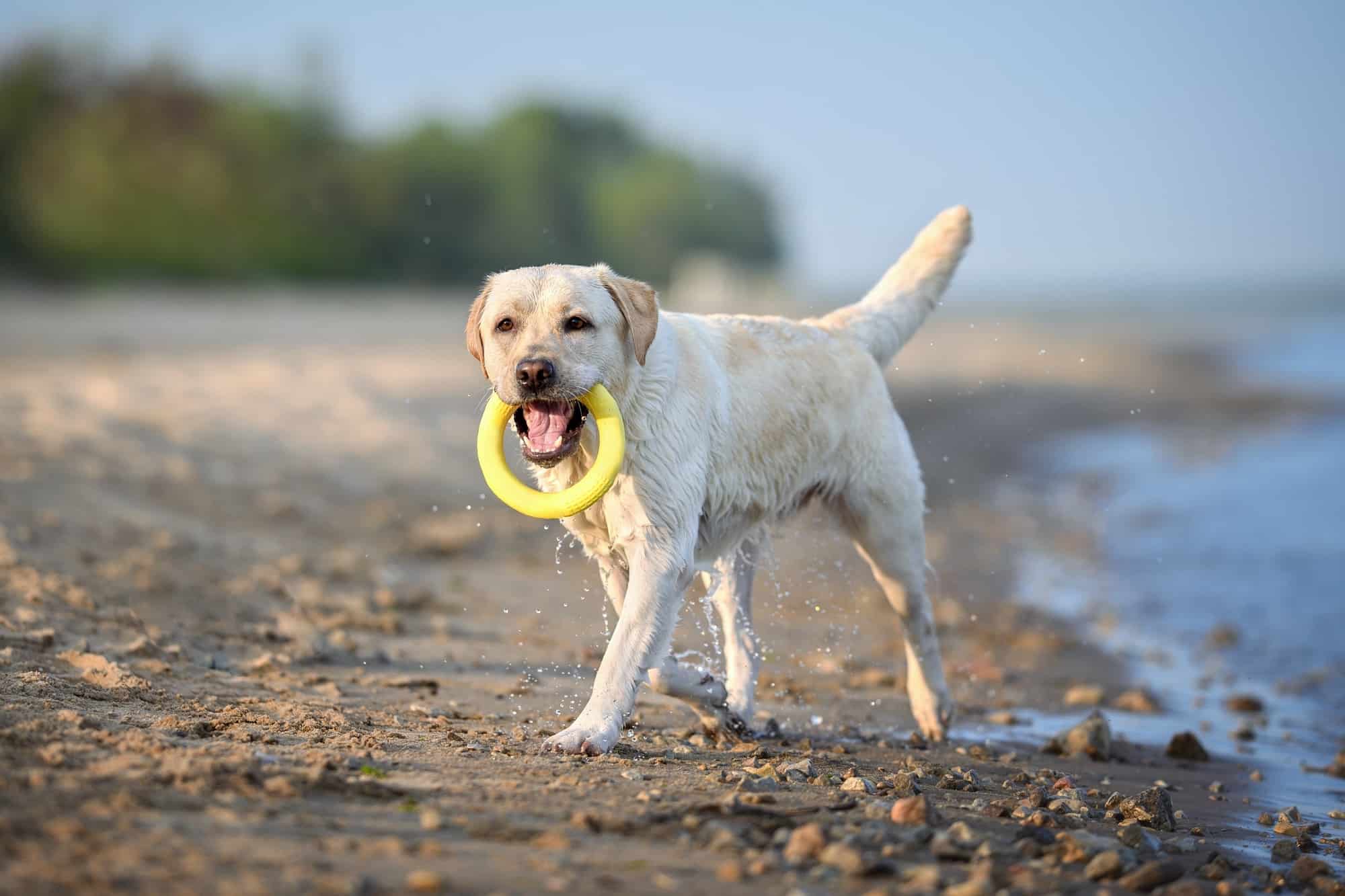 How Much Exercise Does a Labrador Need? Bubbly Pet