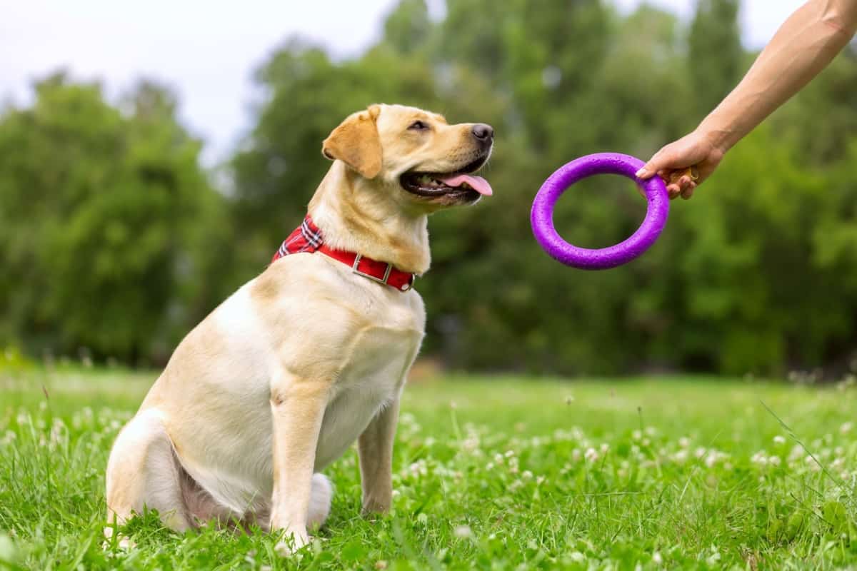 Labrador exercise with a toy ring