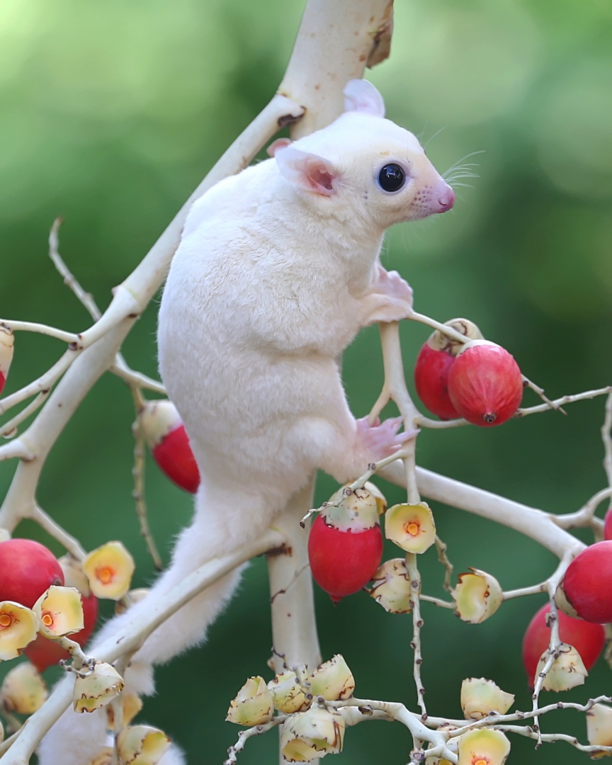 20+ Sugar Glider Colors and Patterns Explained (With Pictures)